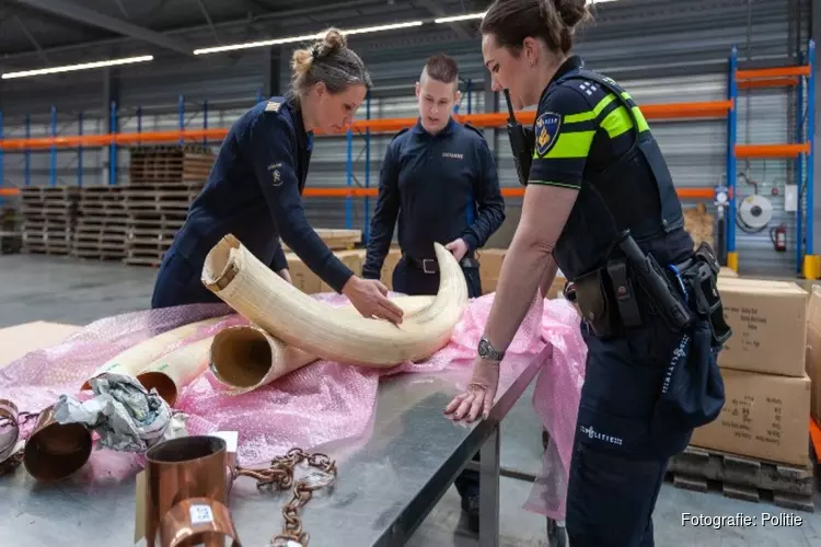 Politie onderzoekt internationale ivoorhandel