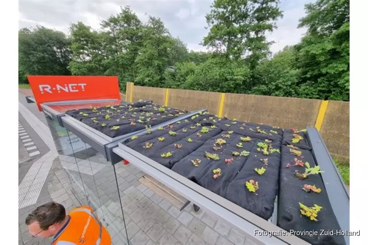 Experiment groene sedumdaken R-netbushokjes Zuid-Holland