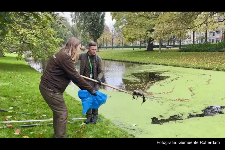 Wat te doen met dode dieren in de stad?