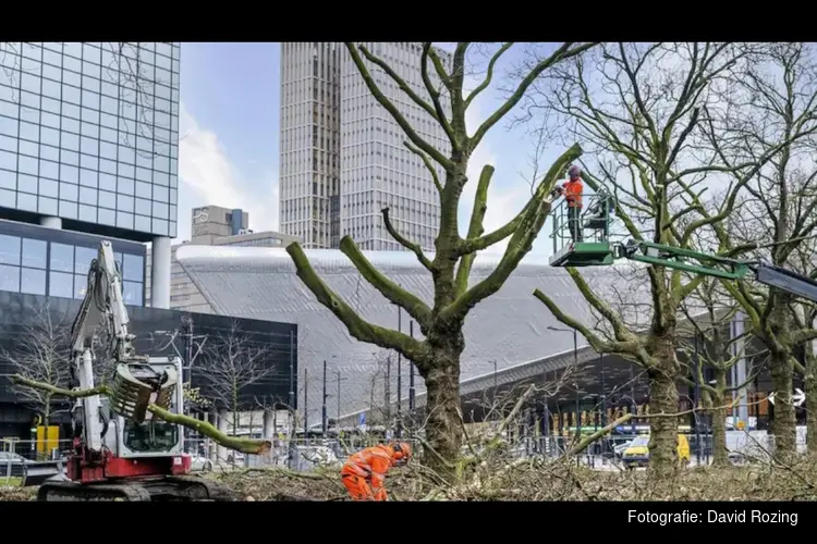 Bomen verhuizen van centrum naar Zuid